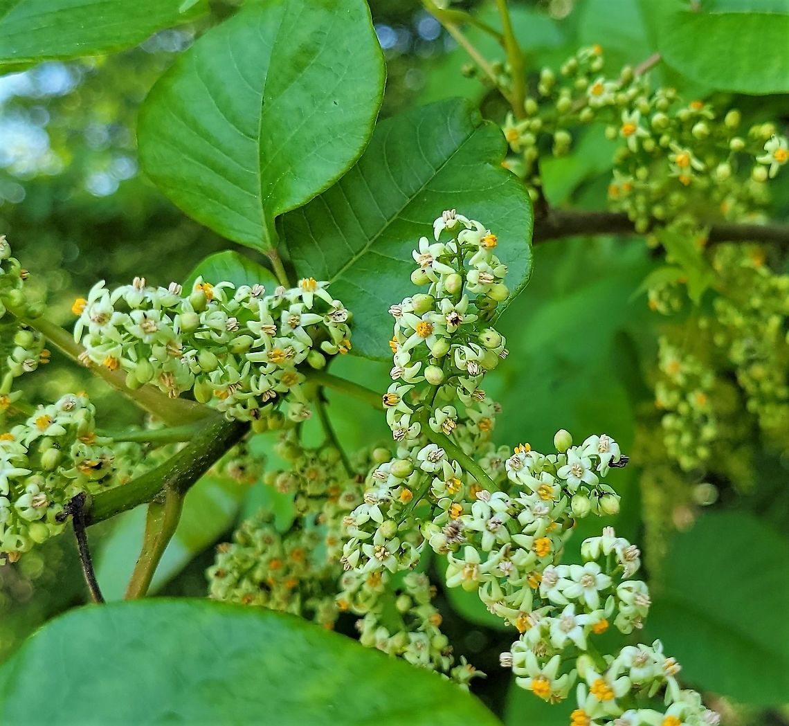 Poison Ivy Blooming This is a picture of Poison Ivy on the North Tract of the Patuxent Research Refuge near Fort Meade, Maryland. Geotagged,Poison ivy,Spring,Toxicodendron radicans,United States
