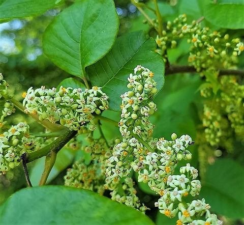 Poison Ivy Blooming This is a picture of Poison Ivy on the North Tract of the Patuxent Research Refuge near Fort Meade, Maryland. Geotagged,Poison ivy,Spring,Toxicodendron radicans,United States