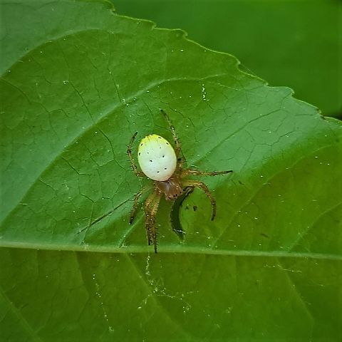 Six Spotted Orbweaver This is a picture of a Six Spotted Orbweaver on the North Tract of the Patuxent Research Refuge near Fort Meade, Maryland. Araniella displicata,Geotagged,Six-spotted Orbweaver,Spring,United States