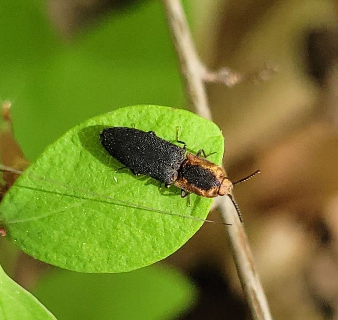 Lacon discoideus This is a picture of a Lacon discoideus on the North Tract of the Patuxent Research Refuge near Fort Meade, Maryland. Geotagged,Lacon discoideus,Spring,United States