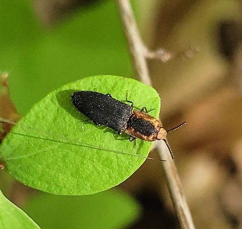 Lacon discoideus This is a picture of a Lacon discoideus on the North Tract of the Patuxent Research Refuge near Fort Meade, Maryland. Geotagged,Lacon discoideus,Spring,United States