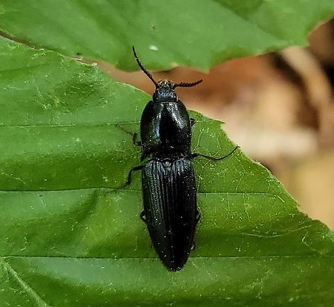Neopristilophus aethiops This is a picture of a Neopristilophus aethiops on the North Tract of the Patuxent Research Refuge near Fort Meade, Maryland. Geotagged,Neopristilophus aethiops,Spring,United States