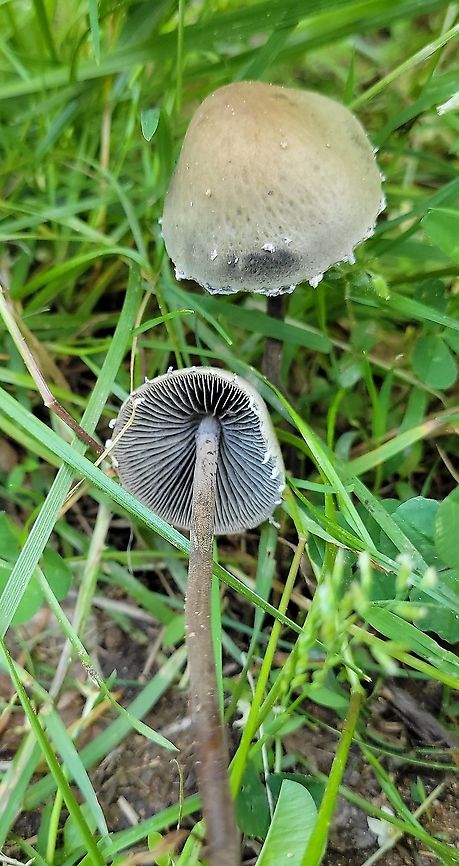 Panaeolus papilionaceus This is a picture of Panaeolus papilionaceus at Morgan Run in Carroll County, Maryland. Geotagged,Panaeolus papilionaceus,Petticoat Mottlegill,Spring,United States