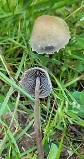 Panaeolus papilionaceus This is a picture of Panaeolus papilionaceus at Morgan Run in Carroll County, Maryland. Geotagged,Panaeolus papilionaceus,Petticoat Mottlegill,Spring,United States