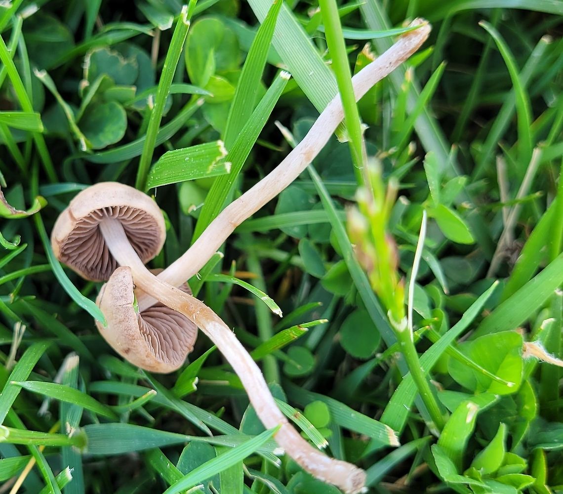 Mower's Mushroom This is a picture of Mower&#039;s Mushroom at Alpha Ridge Park in Howard County, Maryland. Geotagged,Panaeolus foenisecii,Spring,United States
