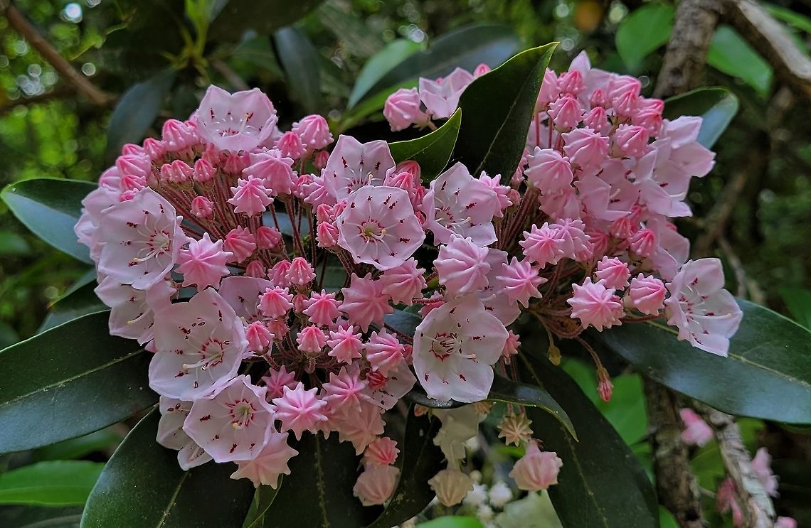 Mountain Laurel This is a picture of Kalmia latifolia on the North Tract of the Patuxent Research Refuge near Fort Meade, Maryland. Geotagged,Kalmia latifolia,Mountain-laurel,Spring,United States