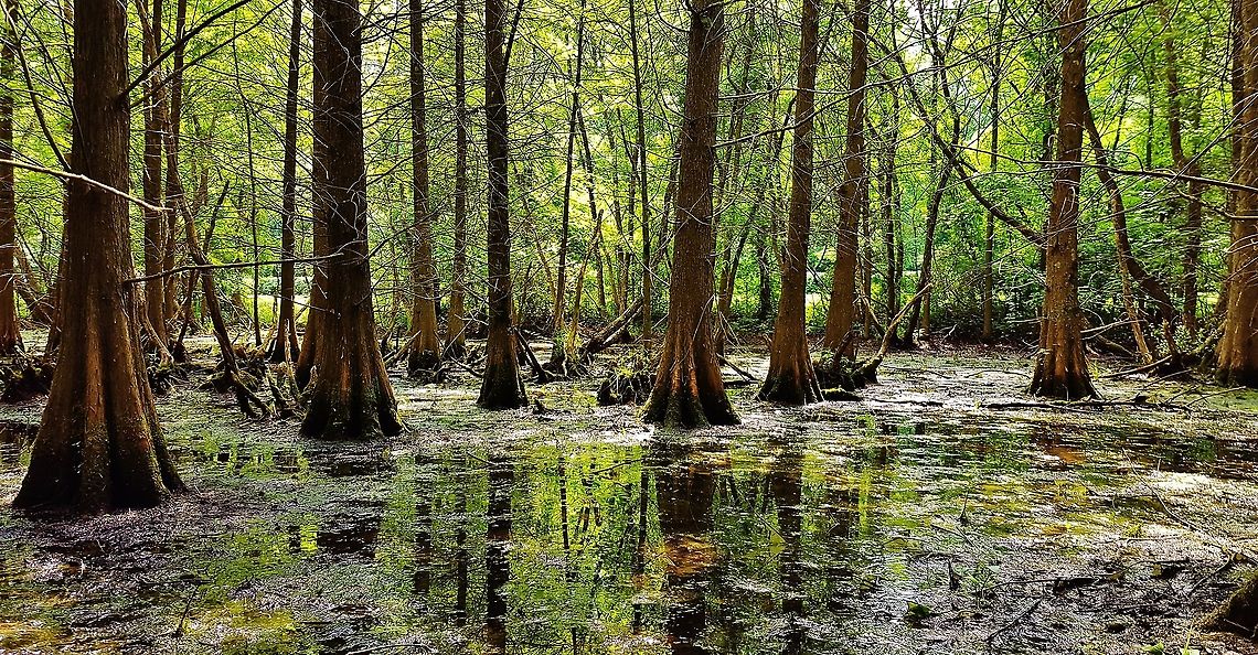 Bald Cypress Swamp This is a picture of a Bald Cypress Swamp at Quiet Waters Park in Annapolis, Maryland. Baldcypress,Geotagged,Spring,Taxodium distichum,United States