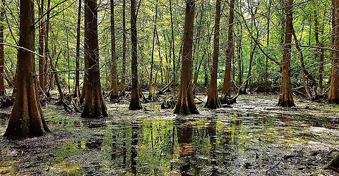 Bald Cypress Swamp This is a picture of a Bald Cypress Swamp at Quiet Waters Park in Annapolis, Maryland. Baldcypress,Geotagged,Spring,Taxodium distichum,United States