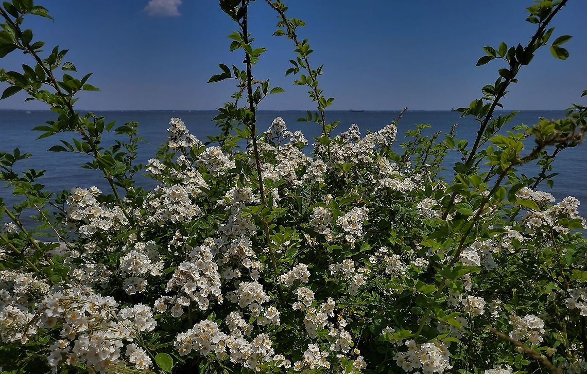 Multiflora Rose This is a picture of Multiflora Rose at Greenbury Point in Annapolis, Maryland. Geotagged,Multiflora rose,Rosa multiflora,Spring,United States
