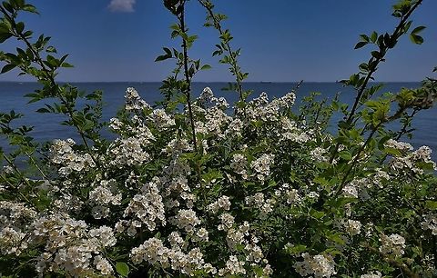 Multiflora Rose This is a picture of Multiflora Rose at Greenbury Point in Annapolis, Maryland. Geotagged,Multiflora rose,Rosa multiflora,Spring,United States