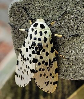 Hypercompe scribonia This is a picture of a Hypercompe scribonia on the South Tract of the Patuxent Research Refuge near Laurel, Maryland. Geotagged,Giant Leopard Moth,Hypercompe scribonia,Spring,United States
