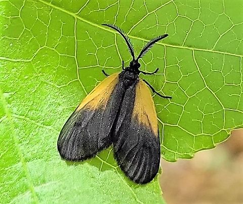 Orange-patched Smoky Moth This is a picture of a Orange-patched Smoky Moth on the North Tract of the Patuxent Research Refuge near Fort Meade, Maryland. Geotagged,Orange-Patched Smoky Moth,Pyromorpha dimidiata,Spring,United States