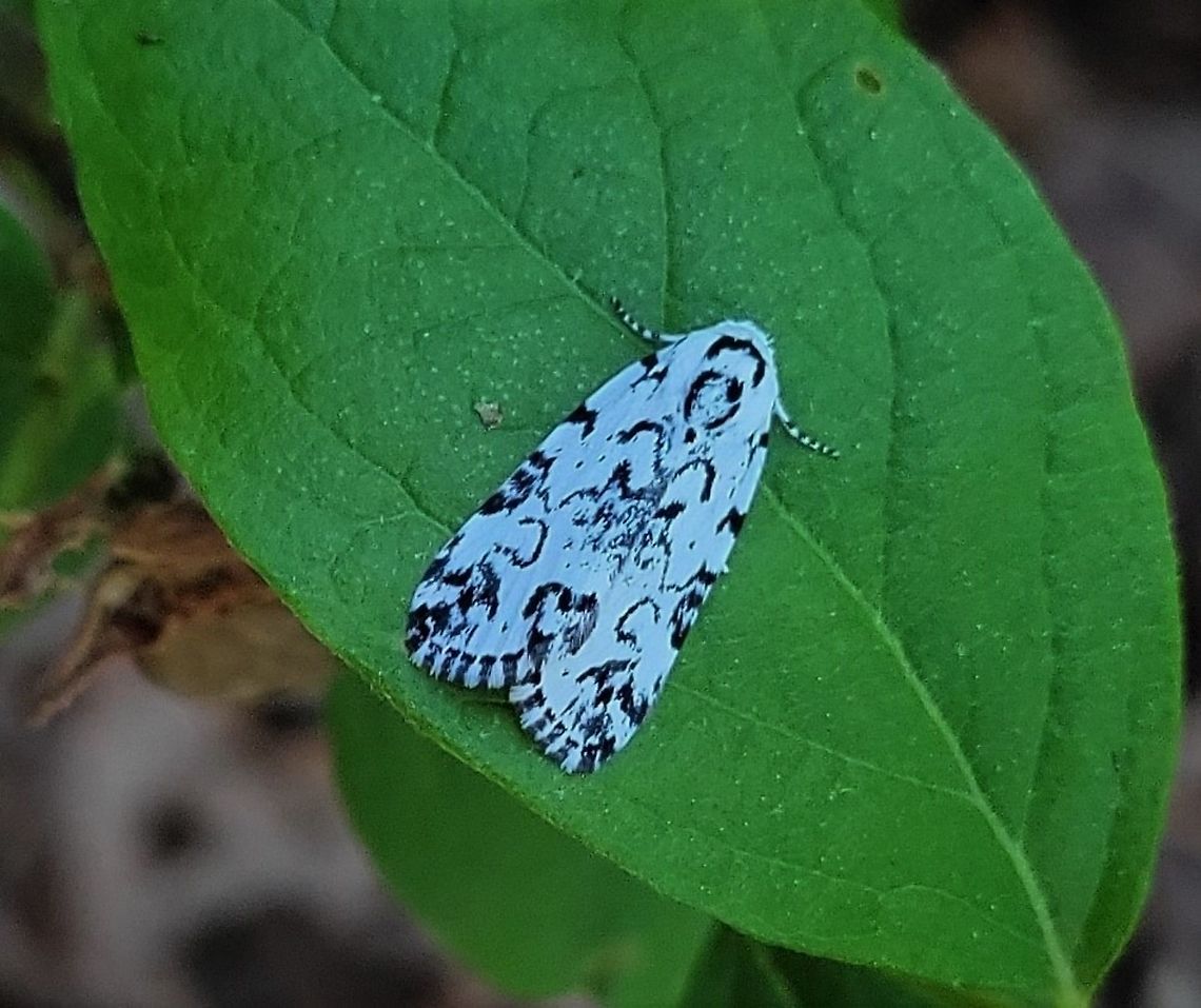 Hebrew Moth This is a picture of a Hebrew Moth on the South Tract of the Patuxent Research Refuge near Laurel, Maryland. Geotagged,Hebrew moth,Polygrammate hebraeicum,Spring,United States