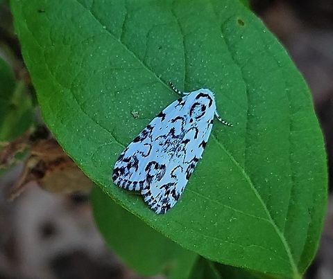 Hebrew Moth This is a picture of a Hebrew Moth on the South Tract of the Patuxent Research Refuge near Laurel, Maryland. Geotagged,Hebrew moth,Polygrammate hebraeicum,Spring,United States