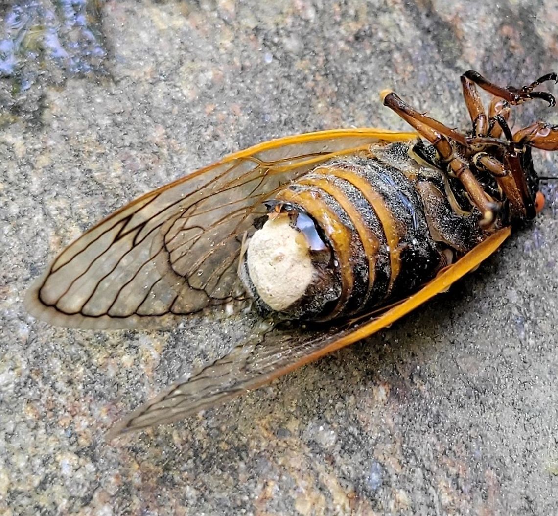 Massospora cicadina This is a picture of Massospora cicadina at the Hilton Area of Patapsco Valley State Park in Catonsville, Maryland. Geotagged,Massospora cicadina,Spring,United States
