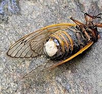 Massospora cicadina This is a picture of Massospora cicadina at the Hilton Area of Patapsco Valley State Park in Catonsville, Maryland. Geotagged,Massospora cicadina,Spring,United States
