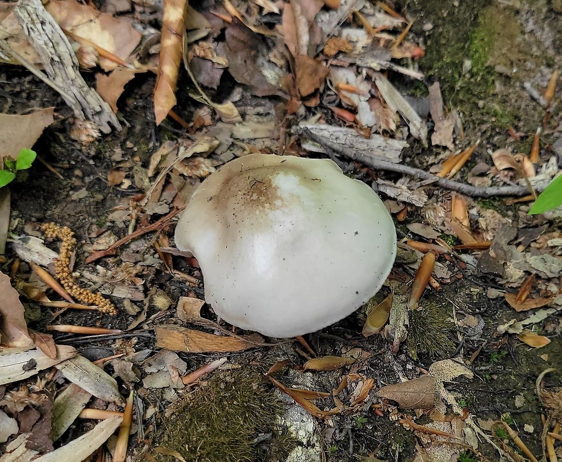 Pluteus petasatus This is a picture of Pluteus petasatus at the Hilton Area of Patapsco Valley State Park in Catonsville, Maryland. Geotagged,Pluteus petasatus,Spring,United States