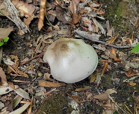 Pluteus petasatus This is a picture of Pluteus petasatus at the Hilton Area of Patapsco Valley State Park in Catonsville, Maryland. Geotagged,Pluteus petasatus,Spring,United States