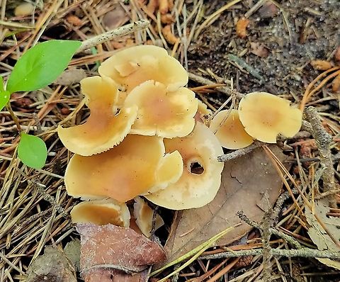 Gymnopus subsulphureus