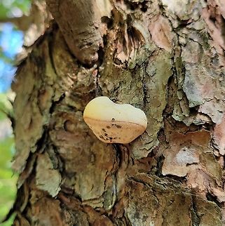 Cryptoporus volvatus