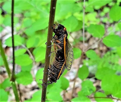 Magicicada septendecim This is a picture of a pair of Magicicada septendecim at the Hilton Area of Patapsco Valley State Park in Catonsville, Maryland. Geotagged,Magicicada septendecim,Pharaoh cicada,Spring,United States