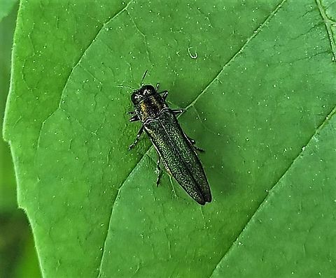 Emerald Ash Borer This is a picture of a Agrilus planipennis at the Hollofield Area of Patapsco Valley State Park in Howard County, Maryland. Agrilus planipennis,Emerald ash borer,Geotagged,Spring,United States