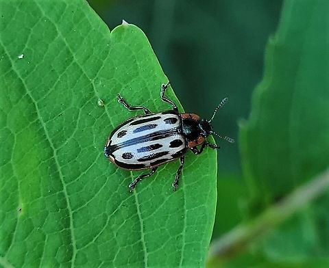 Chrysomela scripta This is a picture of a Chrysomela scripta at Patapsco Valley State Park in Howard County, Maryland. Chrysomela scripta,Geotagged,Spring,United States