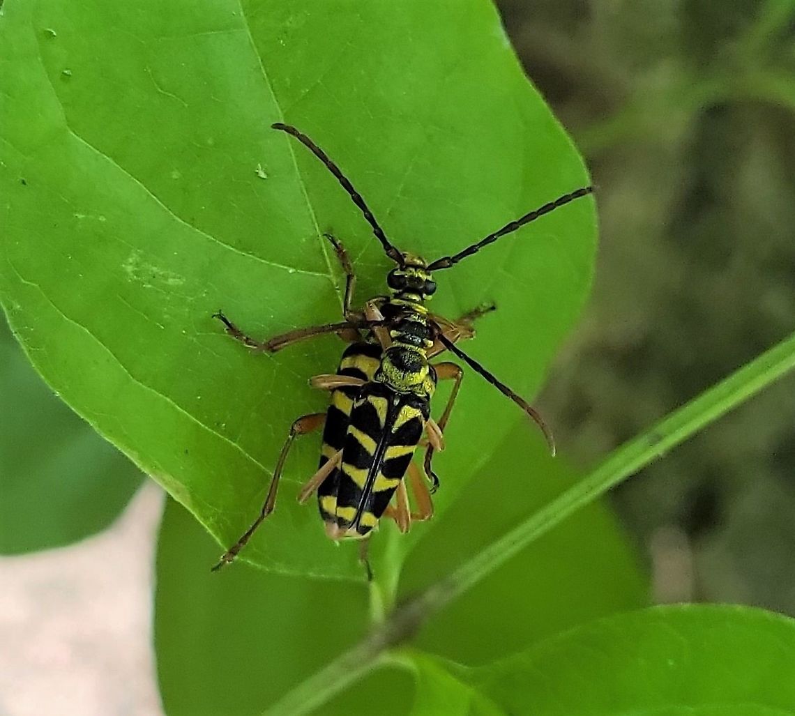 Typocerus zebra This is a picture of a pair of Typocerus Zebra Beetles at the Hilton Area of Patapsco Valley State Park in Catonsville, Maryland. Geotagged,Spring,Typocerus zebra,United States,Zebra longhorn