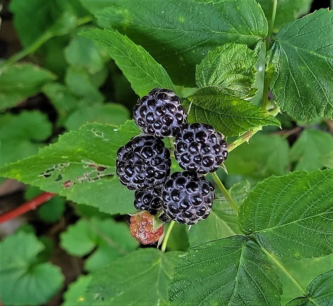 Rubus occidentalis This is a picture of Rubus occidentalis at the Morgan Run Natural Area in Carroll County, Maryland. Geotagged,Rubus occidentalis,Spring,United States