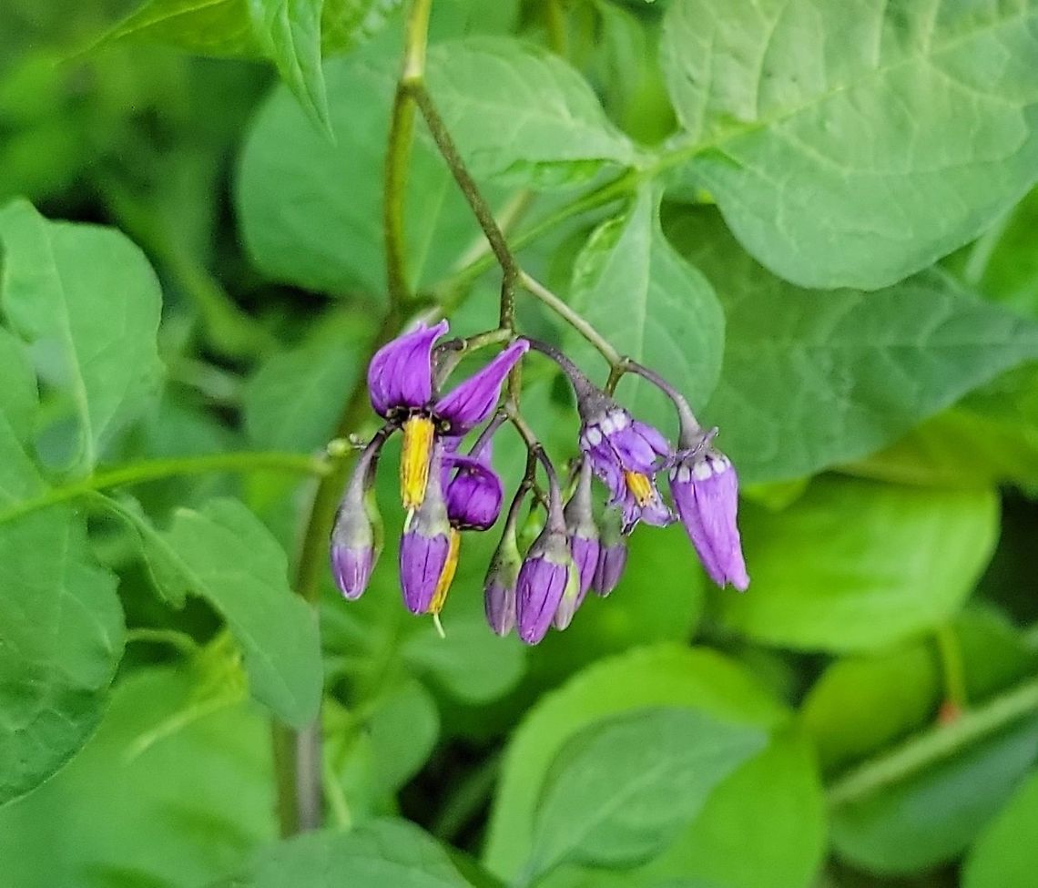 Bittersweet Nightshade This is a picture of Bittersweet Nightshade at the Morgan Run Natural Area in Carroll County, Maryland. Bittersweet nightshade,Geotagged,Solanum dulcamara,Spring,United States
