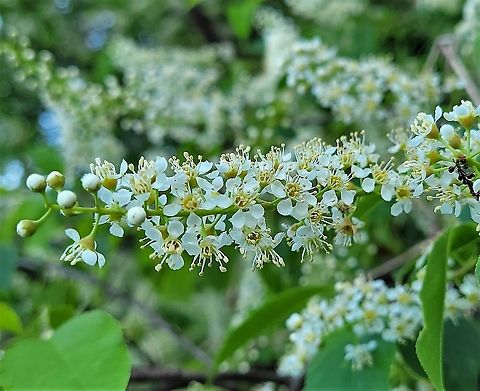 Black Cherry This is a picture of Prunus serotina at the Morgan Run Natural Environmental Area in Carroll County, Maryland. Black cherry,Geotagged,Prunus serotina,Spring,United States