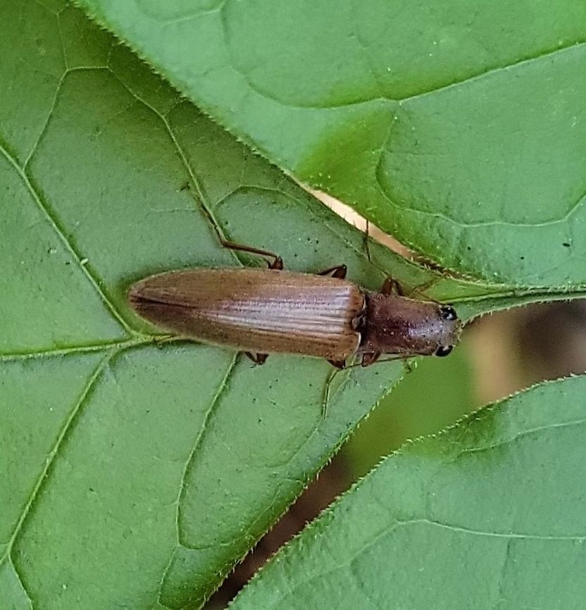 Ctenicera pyrrhos This is a picture of a Ctenicera pyrrhos at the Hilton Area of Patapsco Valley State Park in Catonsville, Maryland. Ctenicera pyrrhos,Geotagged,Summer,United States