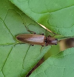 Ctenicera pyrrhos This is a picture of a Ctenicera pyrrhos at the Hilton Area of Patapsco Valley State Park in Catonsville, Maryland. Ctenicera pyrrhos,Geotagged,Summer,United States