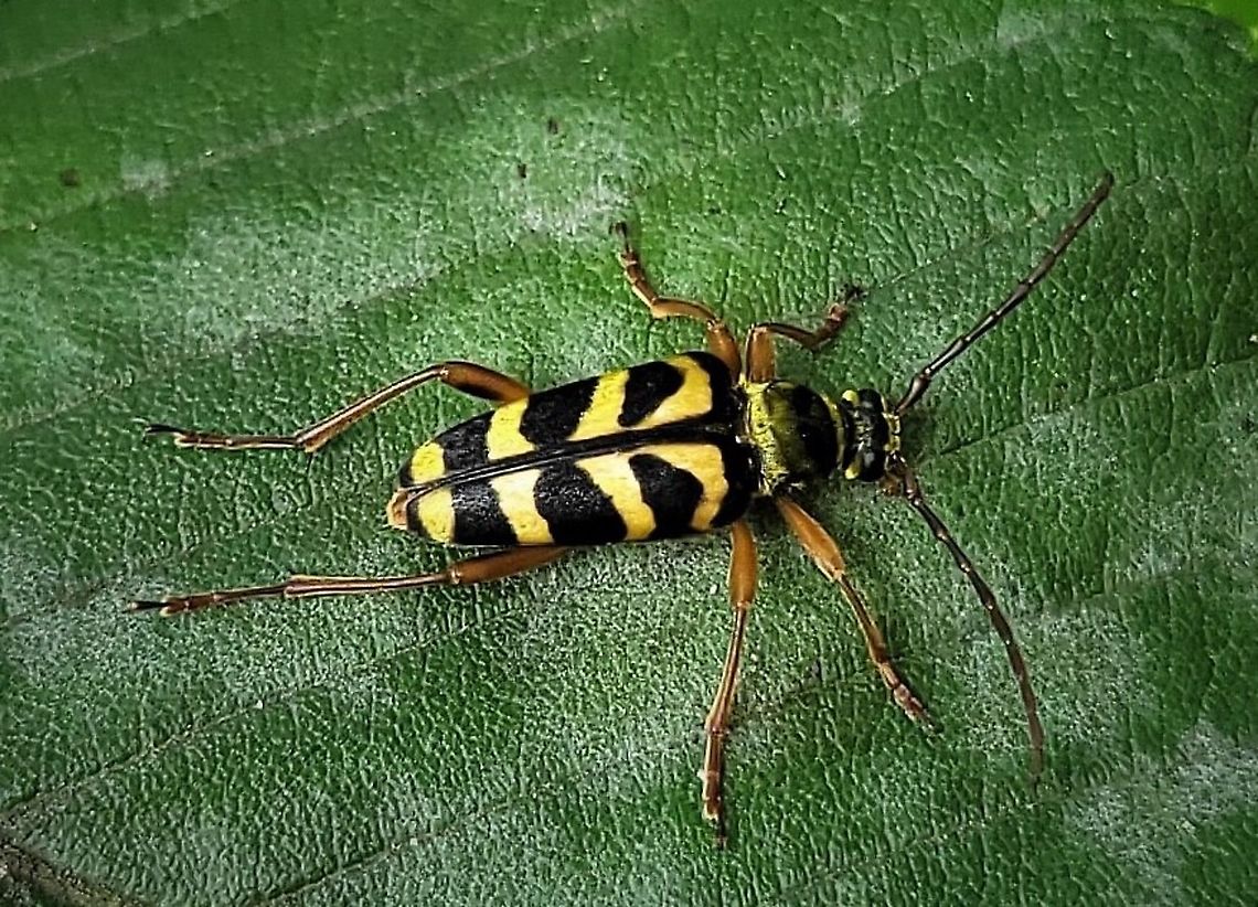 Strophiona nitens This is a picture of a Strophiona nitens at the Hilton Area of Patapsco Valley State Park in Catonsville, Maryland.<br />
 Geotagged,Strophiona nitens,Summer,United States