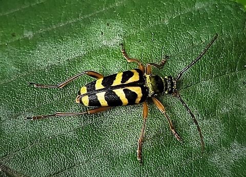 Strophiona nitens This is a picture of a Strophiona nitens at the Hilton Area of Patapsco Valley State Park in Catonsville, Maryland.
 Geotagged,Strophiona nitens,Summer,United States