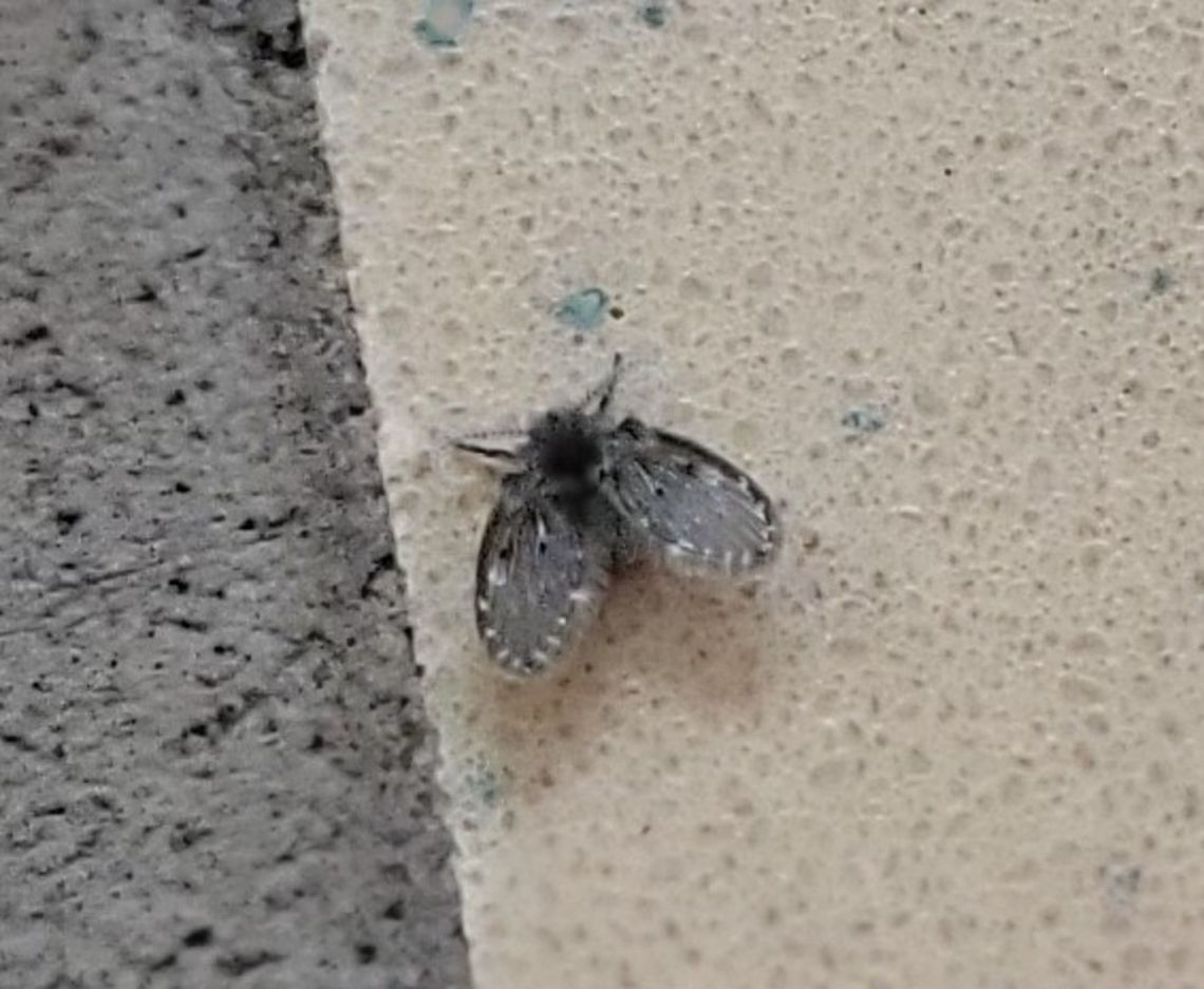 Clogmia albipunctata This is a picture of a Clogmia albipunctata at the Hilton Area of Patapsco Valley State Park in Catonsville, Maryland. Clogmia albipunctata,Geotagged,Mothfly,Summer,United States
