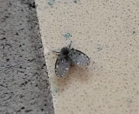 Clogmia albipunctata This is a picture of a Clogmia albipunctata at the Hilton Area of Patapsco Valley State Park in Catonsville, Maryland. Clogmia albipunctata,Geotagged,Mothfly,Summer,United States