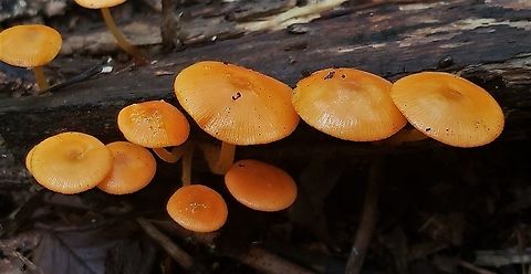 Orange Mycena This is a picture of Orange Mycena at Patapsco Valley State Park in Catonsville, Maryland. Geotagged,Mycena leaiana,Orange mycena,Summer,United States
