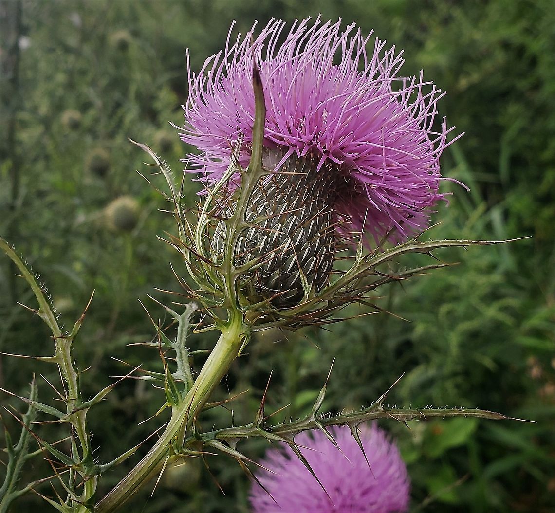 Field Thistle At Patapsco This is a picture of a Field Thistle at Patapsco Valley State Park in Catonsville, Maryland. Cirsium discolor,Field Thistle,Geotagged,Summer,United States