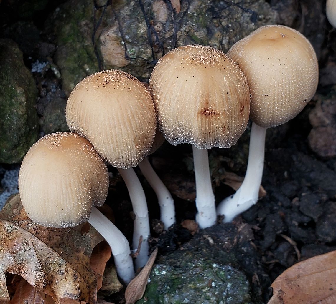 Coprinellus micaceus This is a picture of Coprinellus micaceus at Patapsco Valley State Park in Howard County, Maryland. Coprinellus micaceus,Fall,Geotagged,Mica Cap,United States