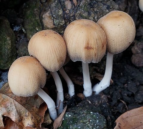 Coprinellus micaceus This is a picture of Coprinellus micaceus at Patapsco Valley State Park in Howard County, Maryland. Coprinellus micaceus,Fall,Geotagged,Mica Cap,United States