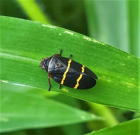Prosapia bicincta This is a picture of a Prosapia bicincta at the Hilton Area of Patapsco Valley State Park in Catonsville, Maryland. Geotagged,Prosapia bicincta,Summer,Two-lined spittlebug,United States
