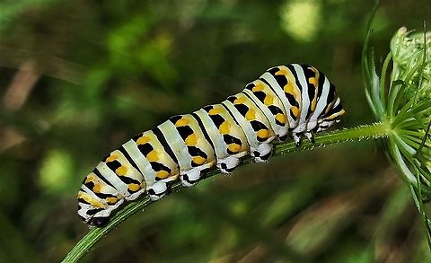 Black Swallowtail This is a picture of a Papilio polyxenes at Greenbury Point in Annapolis, Maryland. Black Swallowtail,Geotagged,Papilio polyxenes,Summer,United States