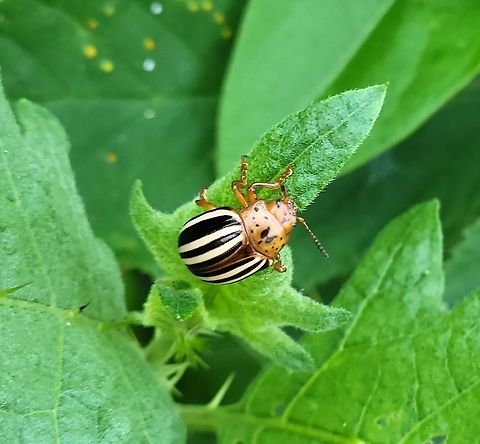 False Potato Beetle This is a picture of a false potato beetle at Catonsville High School in Catonsville, Maryland. False potato beetle,Geotagged,Leptinotarsa juncta,Summer,United States