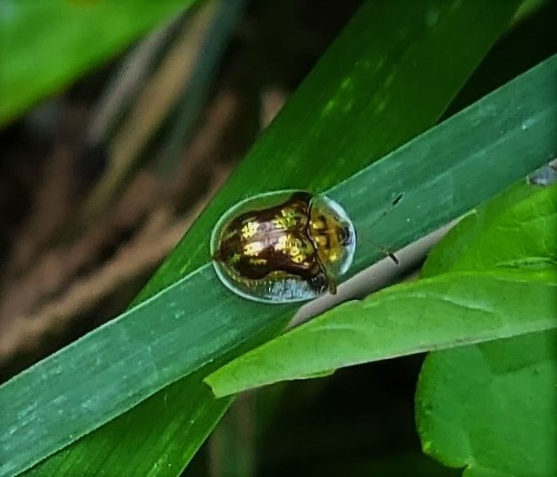 Deloyala guttata This is a picture of a Deloyala guttata at Catonsville High School in Catonsville, Maryland. Deloyala guttata,Geotagged,Mottled Tortoise Beetle,Summer,United States