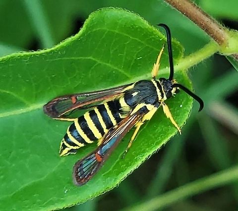Riley's Clearwing Moth