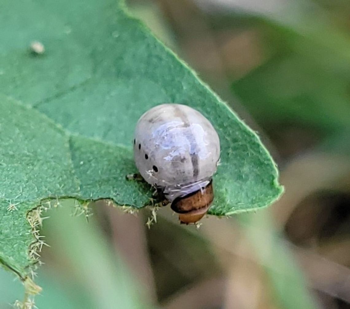 False Potato Beetle Larvae This is a picture of a False Potato Beetle at Catonsville High School in Catonsville, Maryland. False potato beetle,Geotagged,Leptinotarsa juncta,Summer,United States