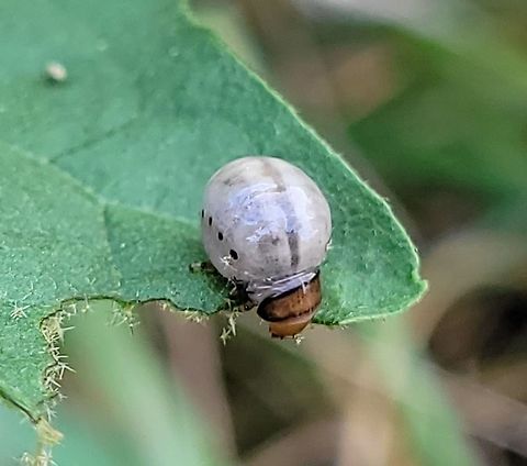 False Potato Beetle Larvae This is a picture of a False Potato Beetle at Catonsville High School in Catonsville, Maryland. False potato beetle,Geotagged,Leptinotarsa juncta,Summer,United States