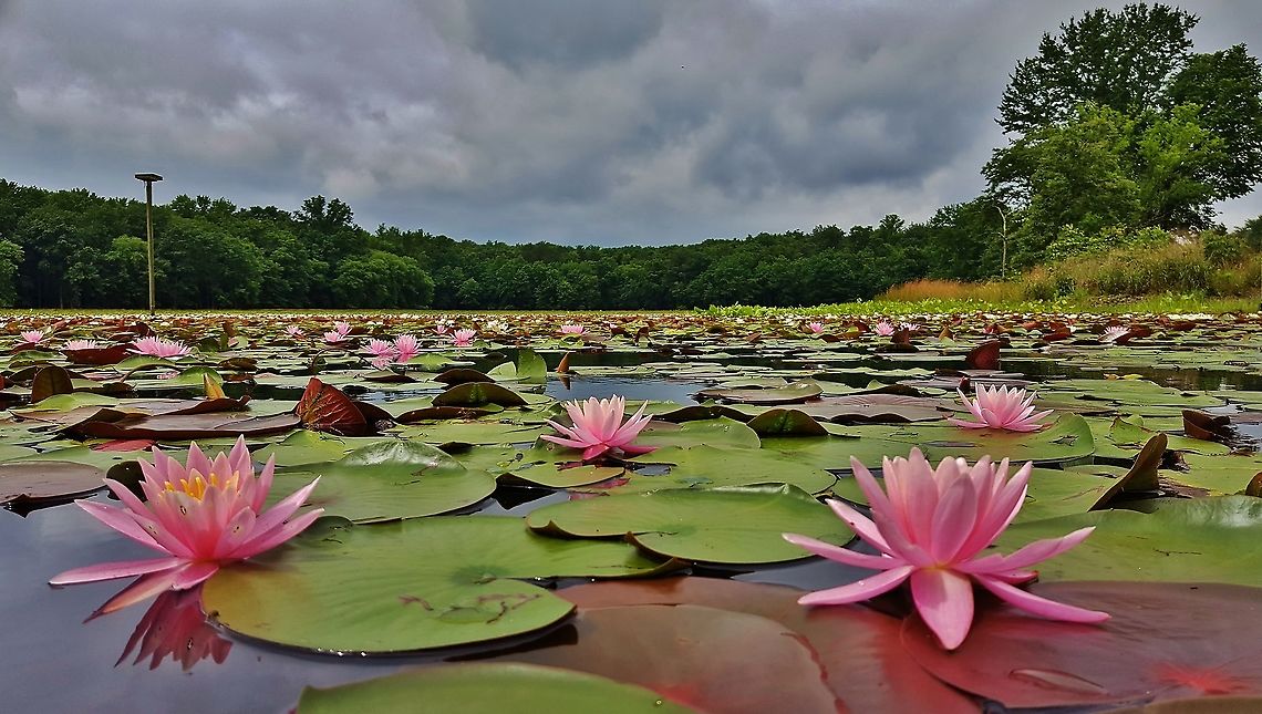 Fragrant Water Lily This is a picture of some Fragrant Water Lilies at Cash Lake on the South Tract of the Patuxent Research Refuge near Laurel, Maryland. American White Waterlily,Geotagged,Nymphaea odorata,Spring,United States
