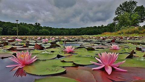Fragrant Water Lily This is a picture of some Fragrant Water Lilies at Cash Lake on the South Tract of the Patuxent Research Refuge near Laurel, Maryland. American White Waterlily,Geotagged,Nymphaea odorata,Spring,United States